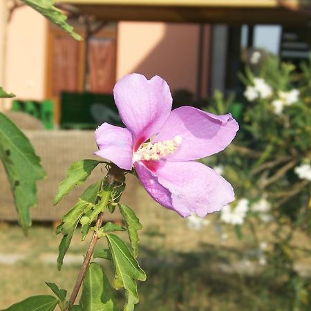 Agriturismo La Nocciolina ヴェントゥリーナ エクステリア 写真